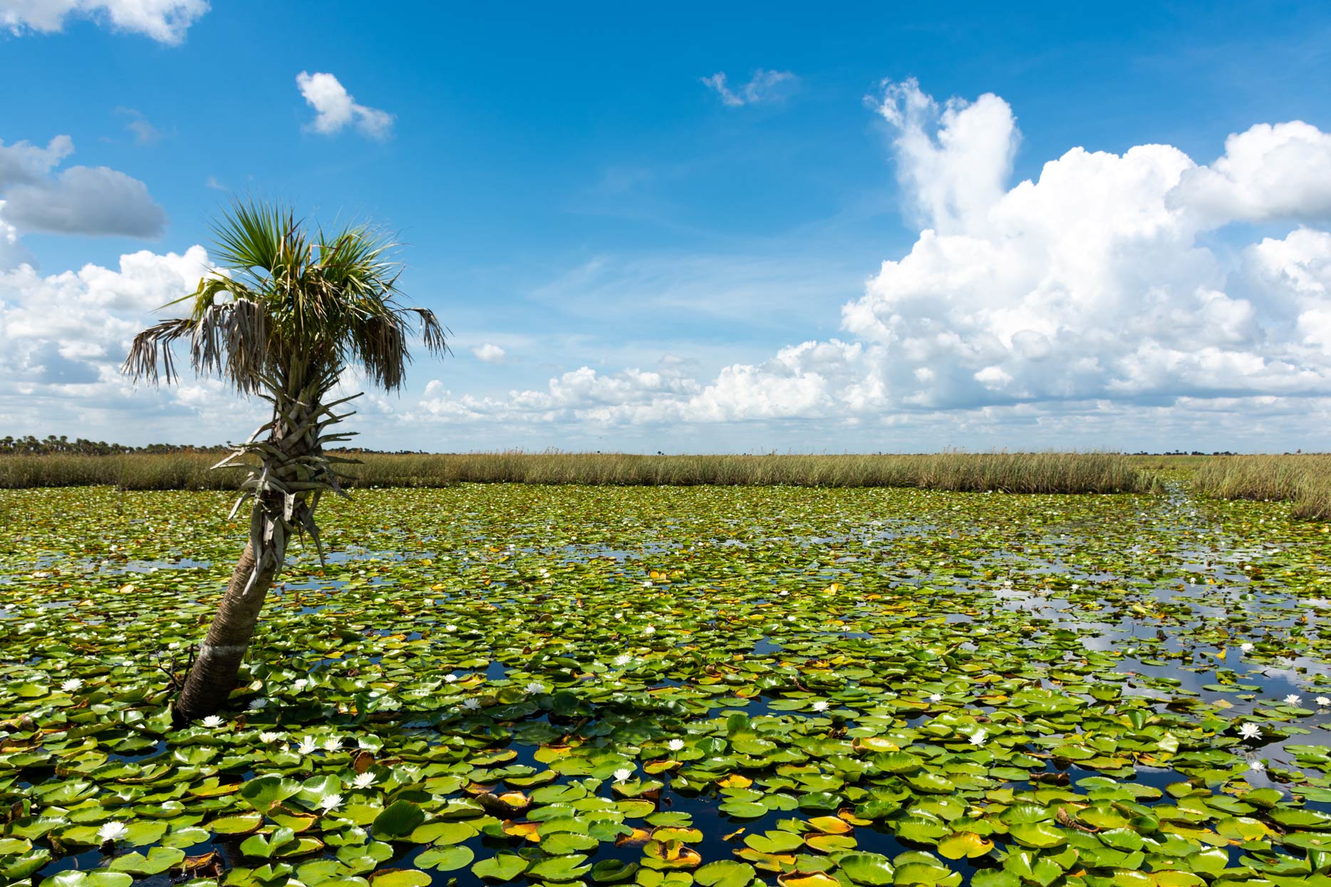 A single palm tree standing among a vast lily pad lake