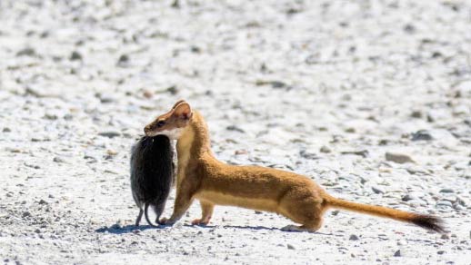Weasel carrying its prey, a vole, in its mouth