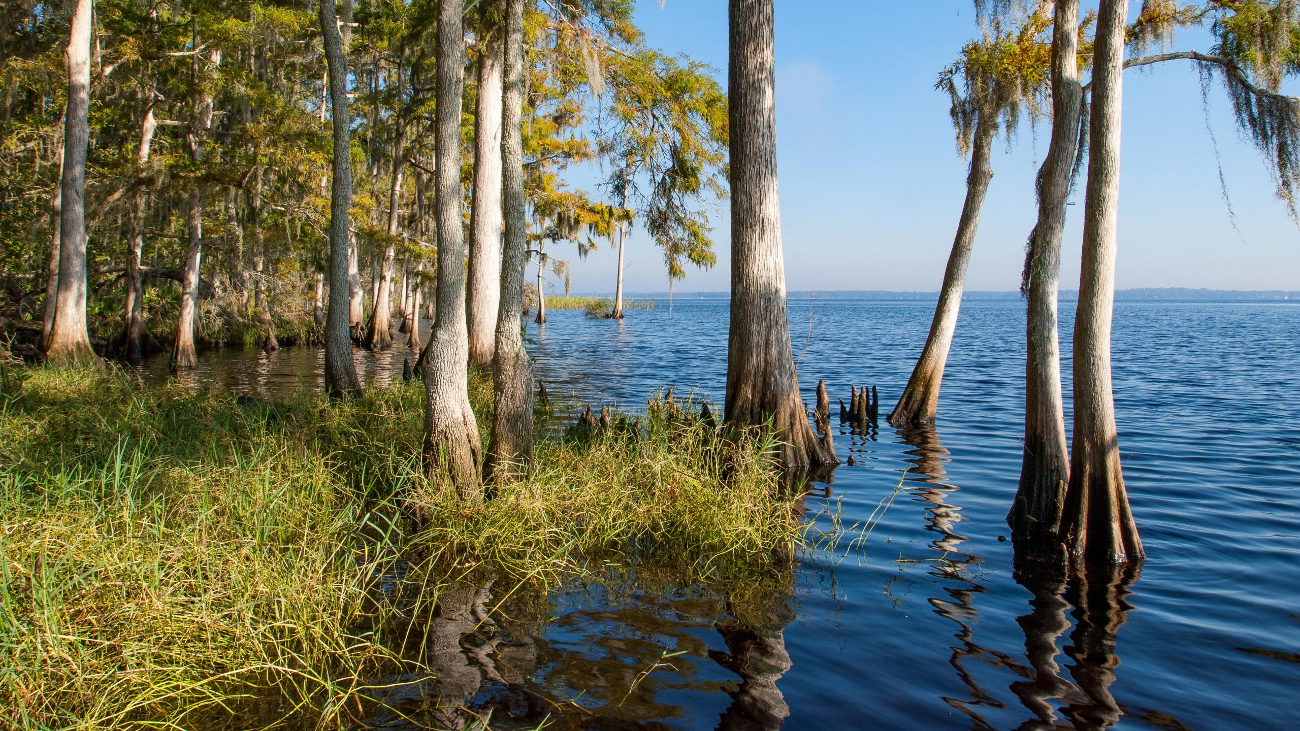 Cypress trees by the Bayard shore
