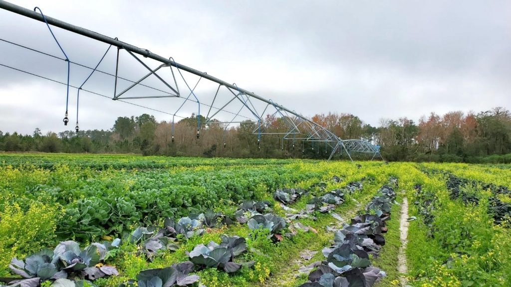 A pivot irrigation system standing over farm crops