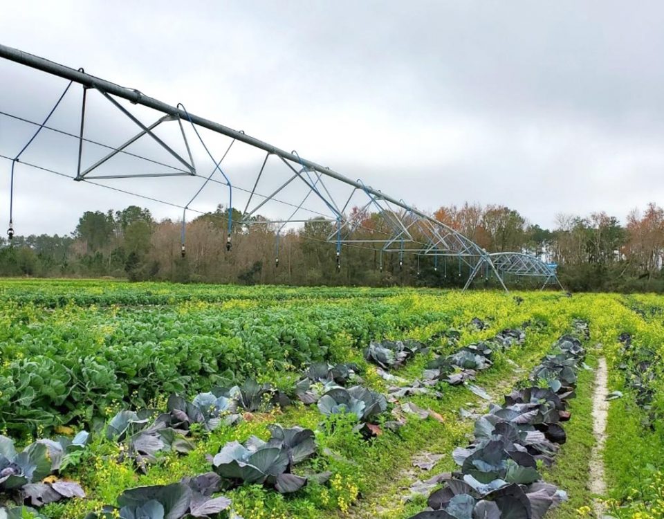 A pivot irrigation system standing over farm crops