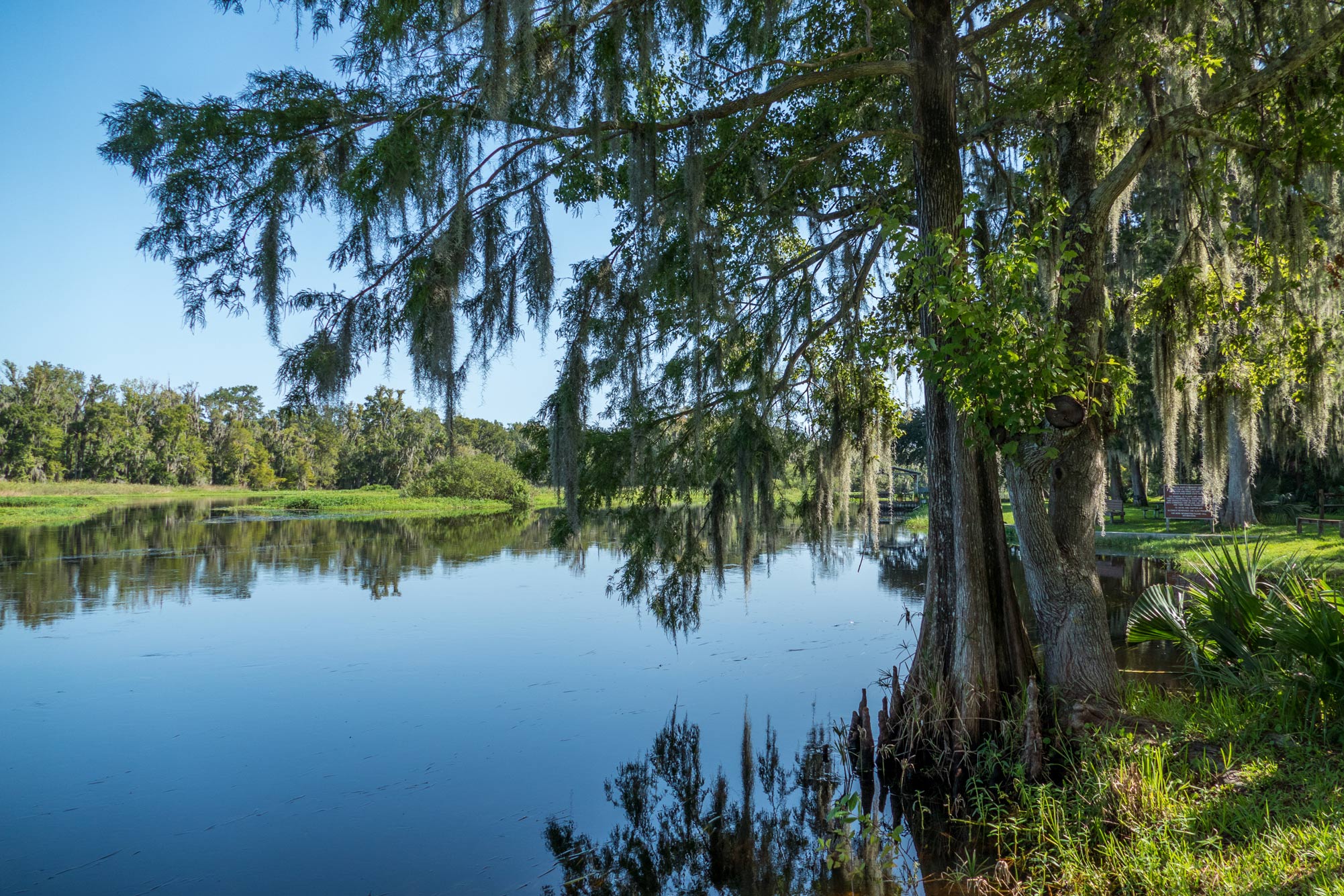 Cypress tree at the shore of Little Wekiva River