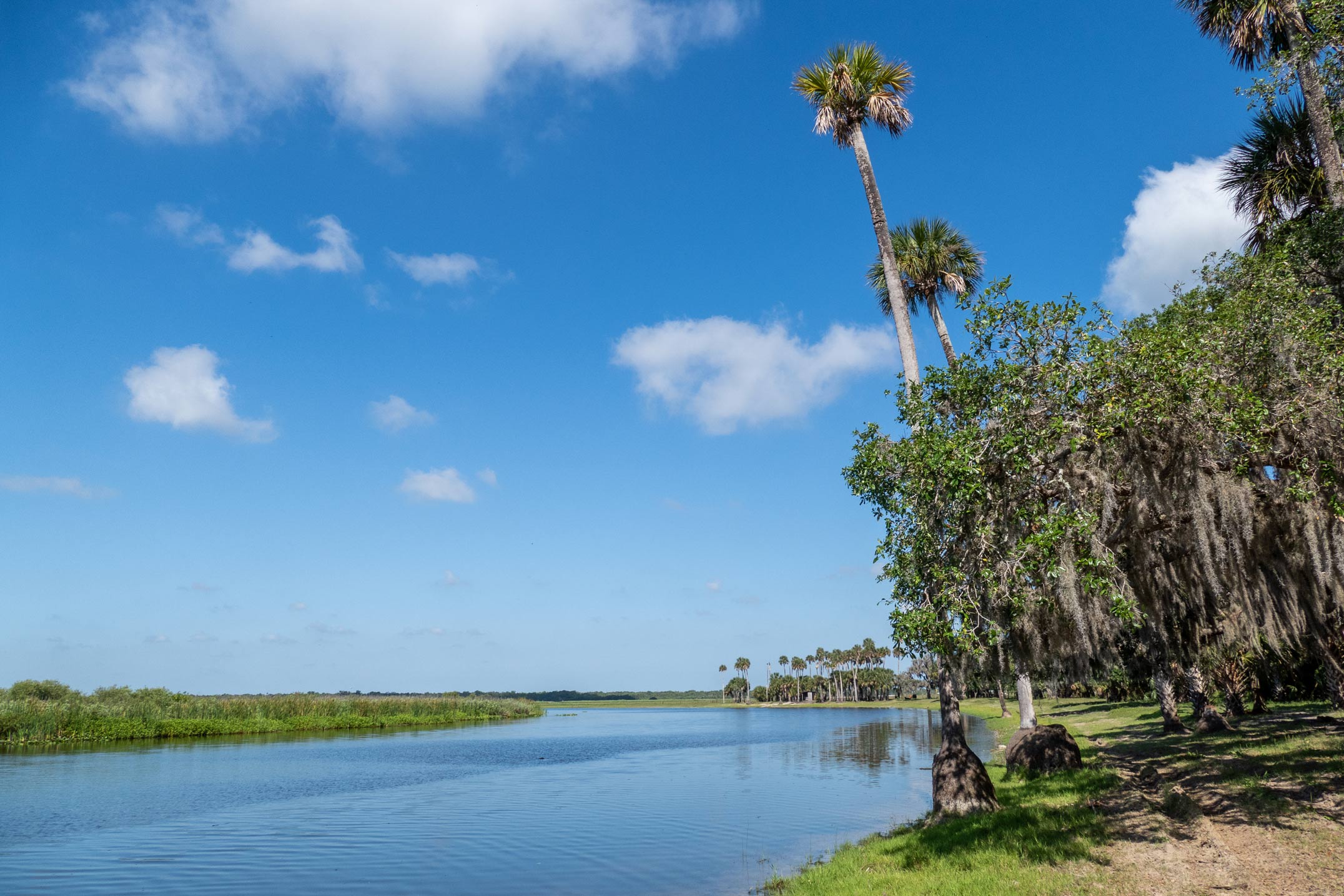 Palm trees on the shore of Lake Monroe