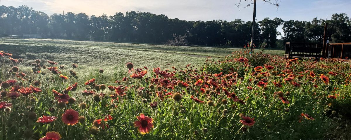 Row of red flowers