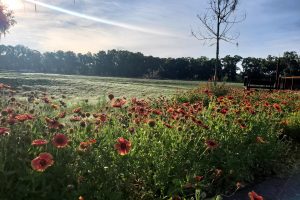 Row of red flowers