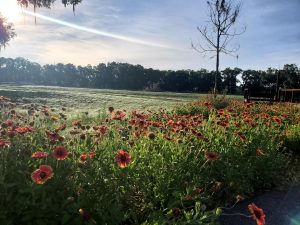 Row of red flowers
