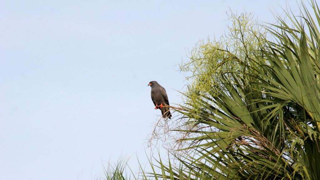 Snail kite sitting on a palm trees