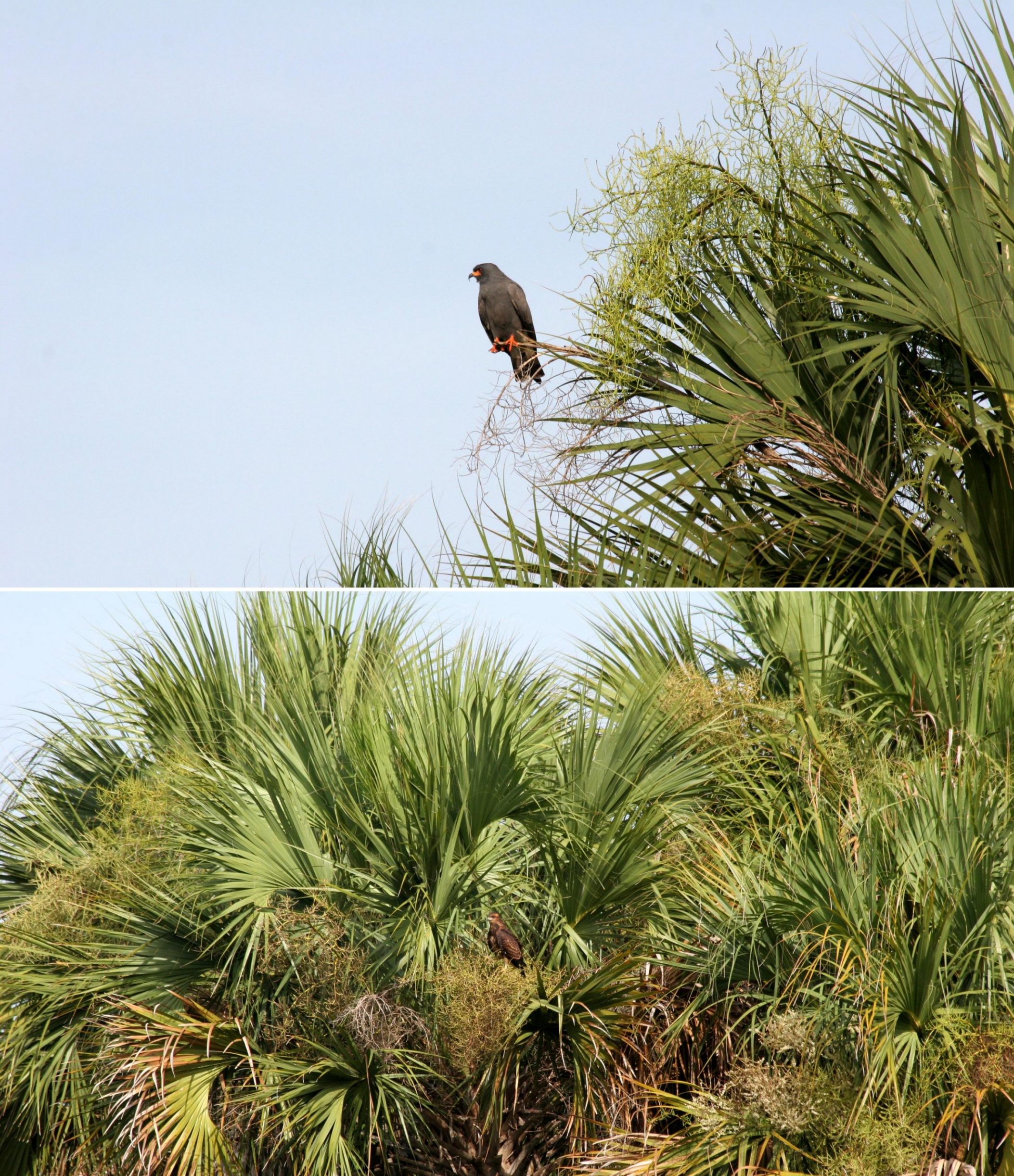 Snail kites sitting in palm trees
