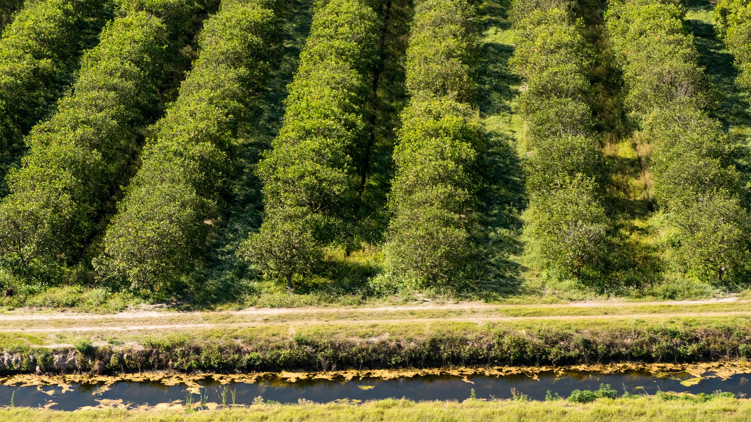 Rows of orchards