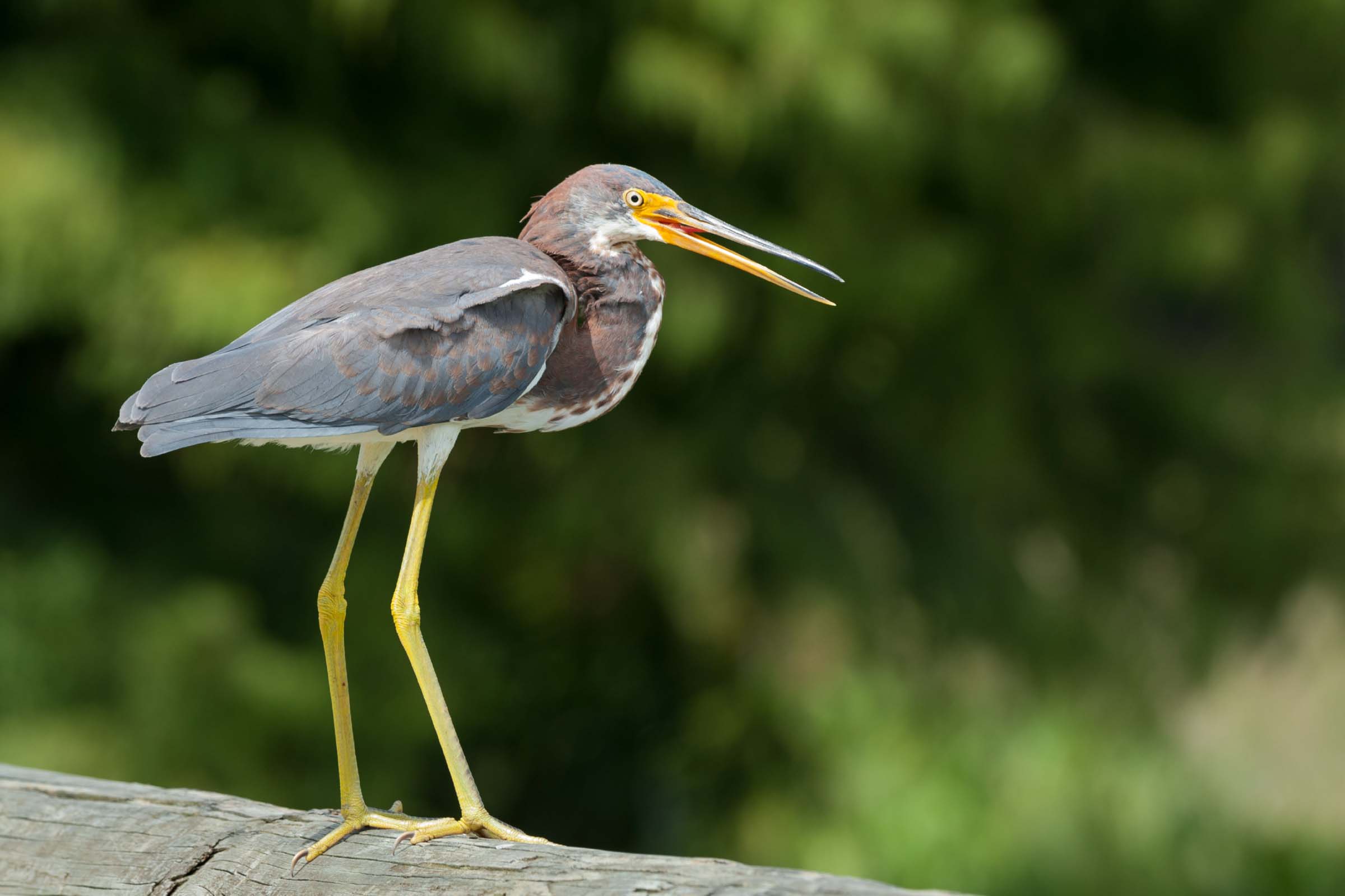 Light-gray Heron
