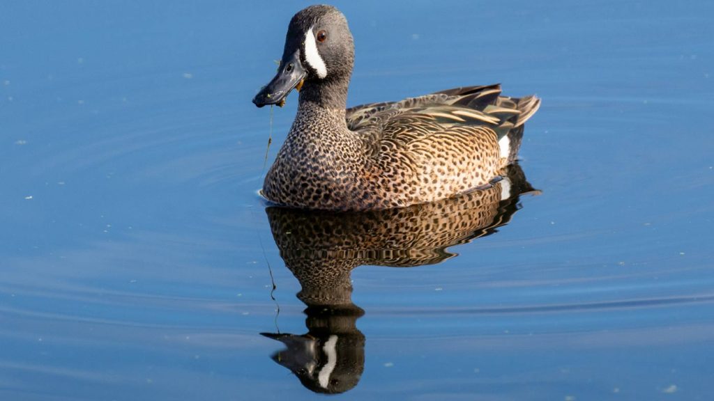 Brown duck floating on calm waters