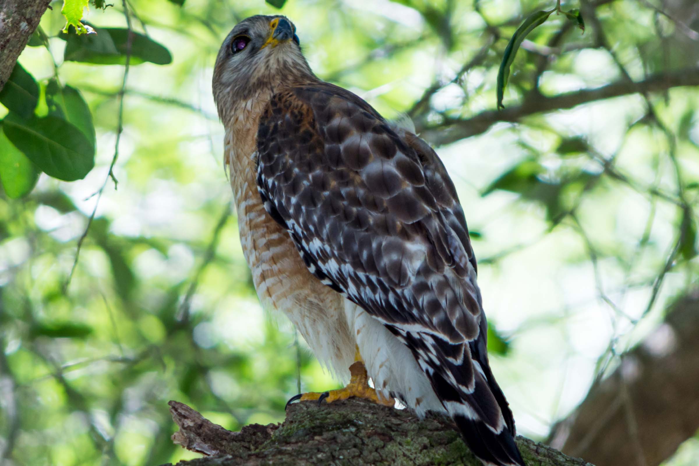 Brown hawk sitting on a tree branch