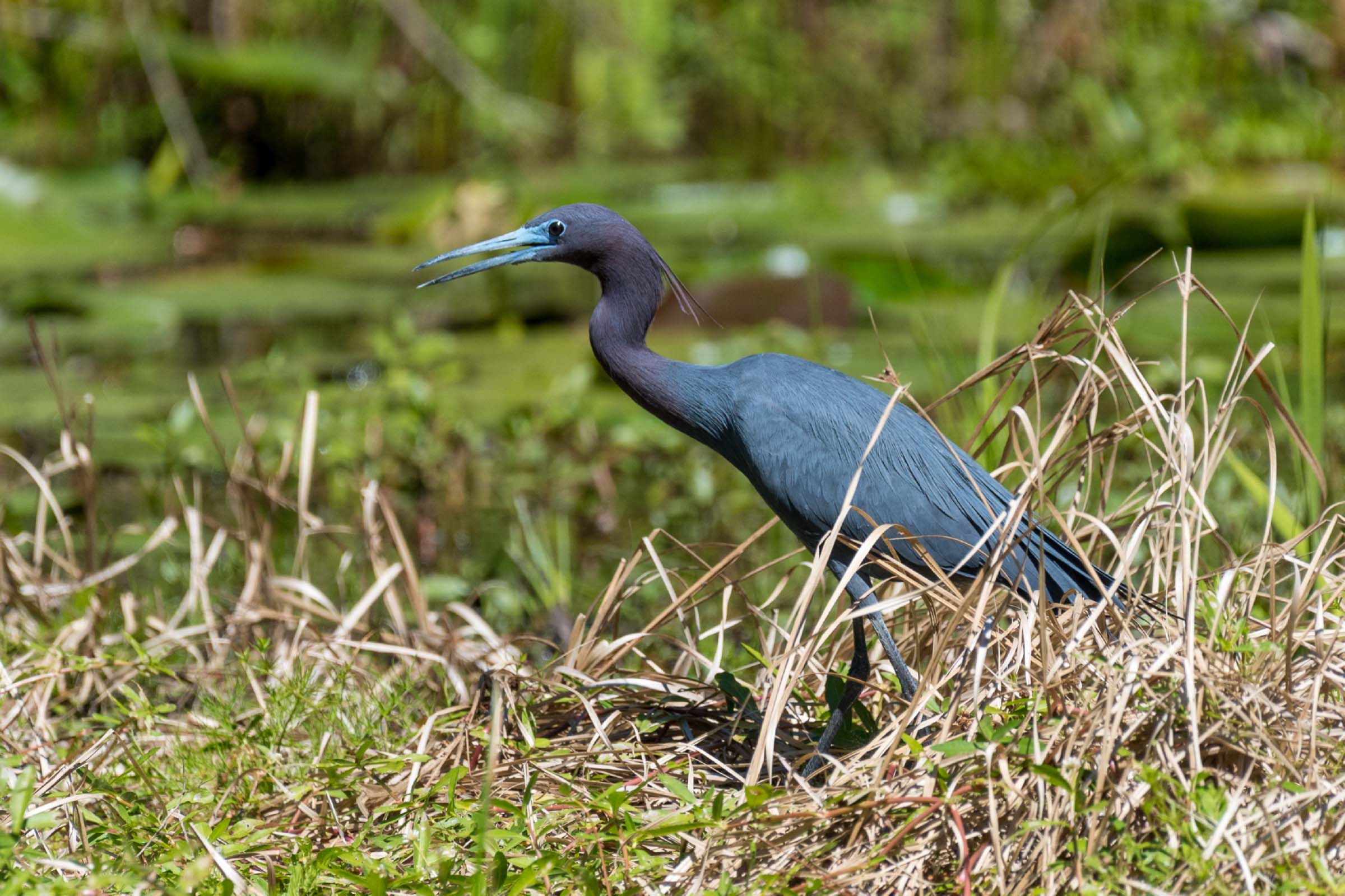 heron standing among some grass