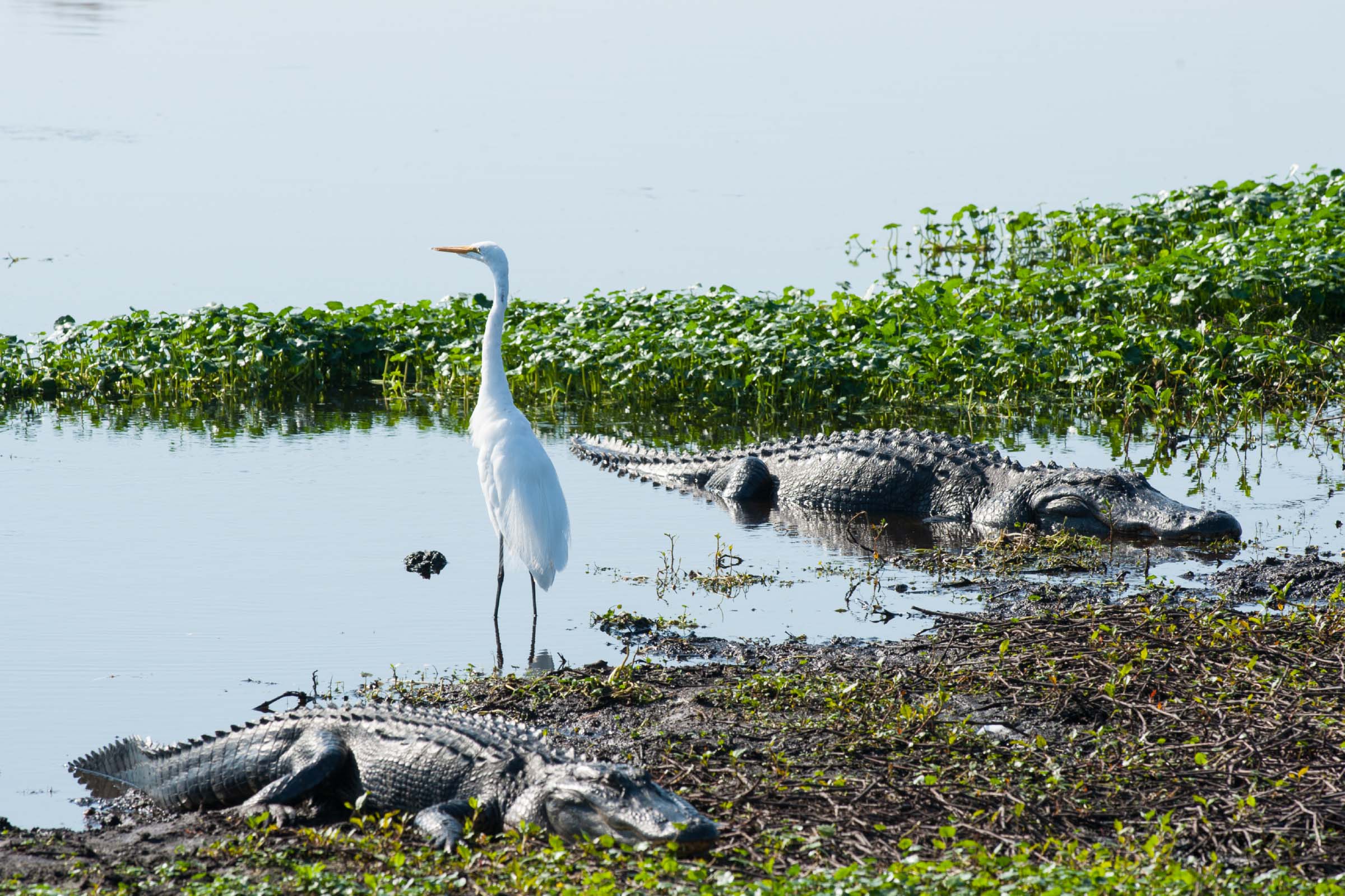 White bird standing between 2 alligators
