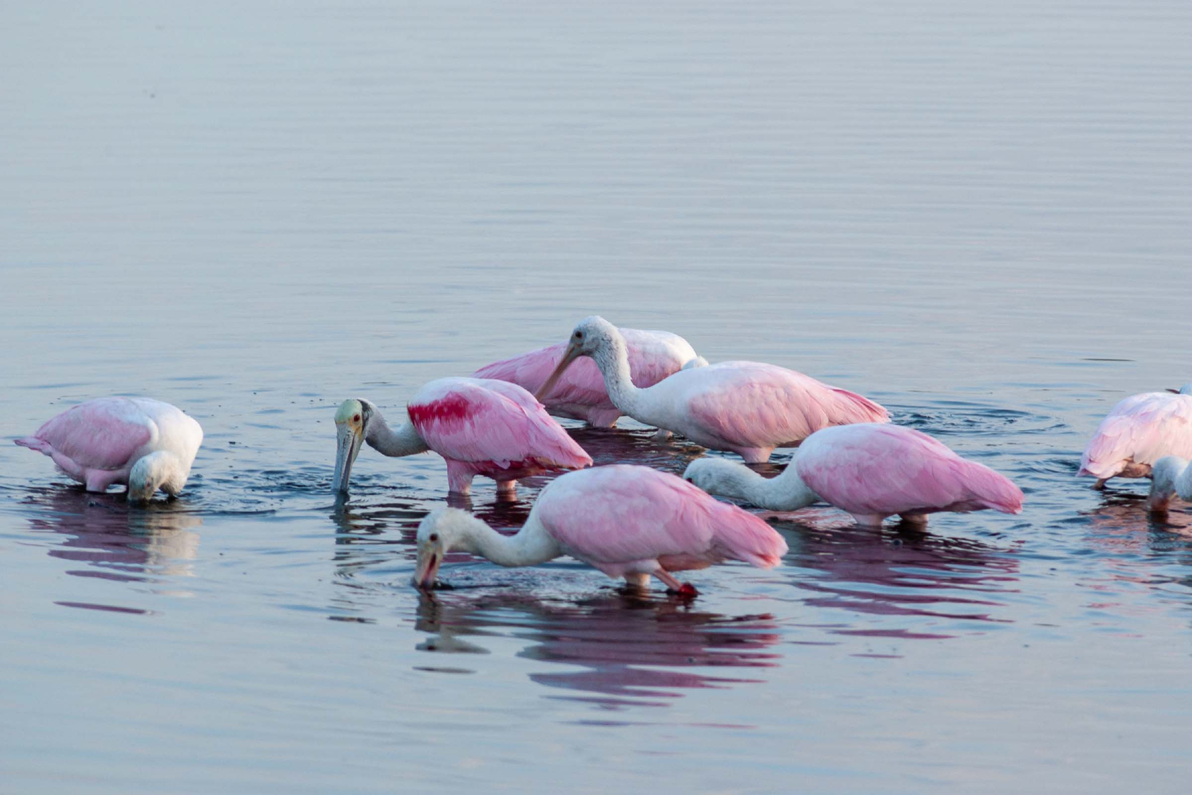Pink birds feeding is shallow water
