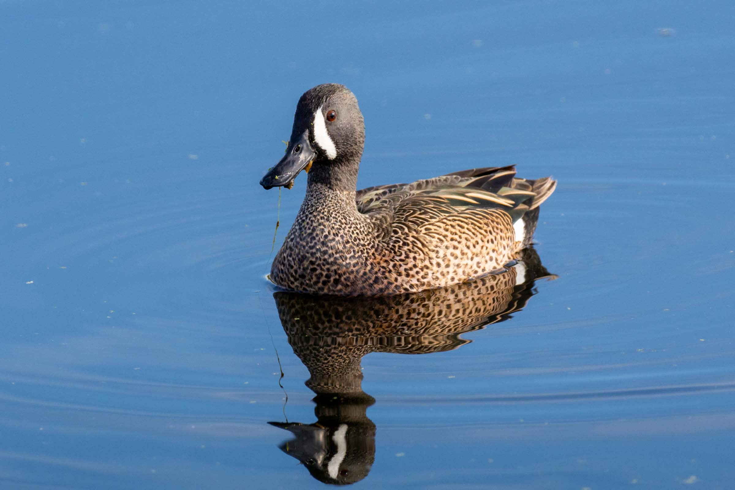 Brown duck floating on calm waters