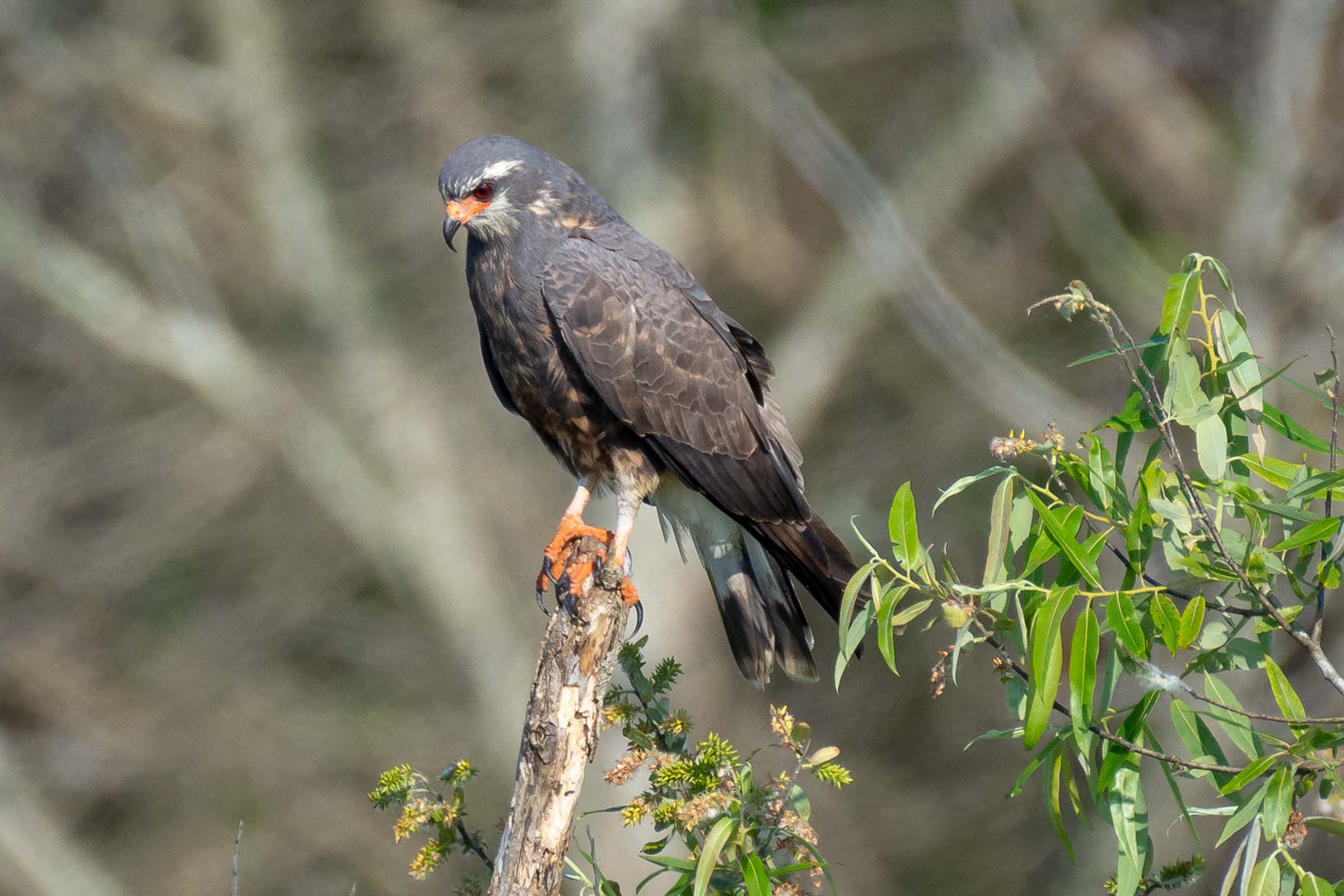 Brown bird sitting on a branch