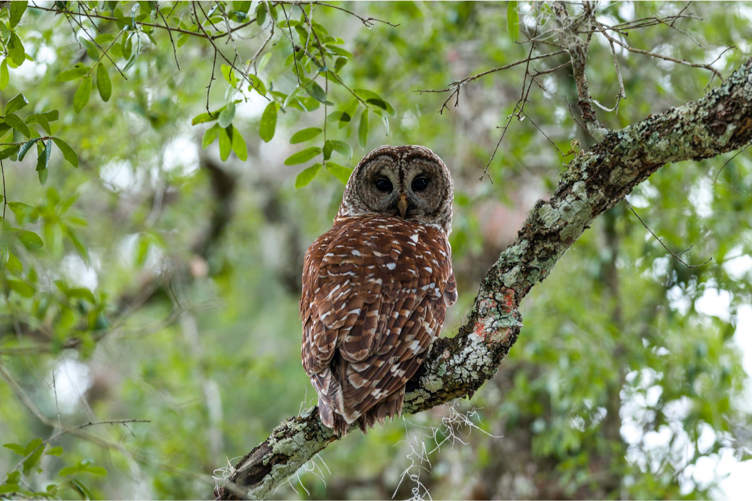 Brown owl sitting on a tree brach