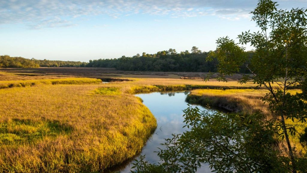 A view of Moses Creek from the District’s Moses Creek Conservation Area.