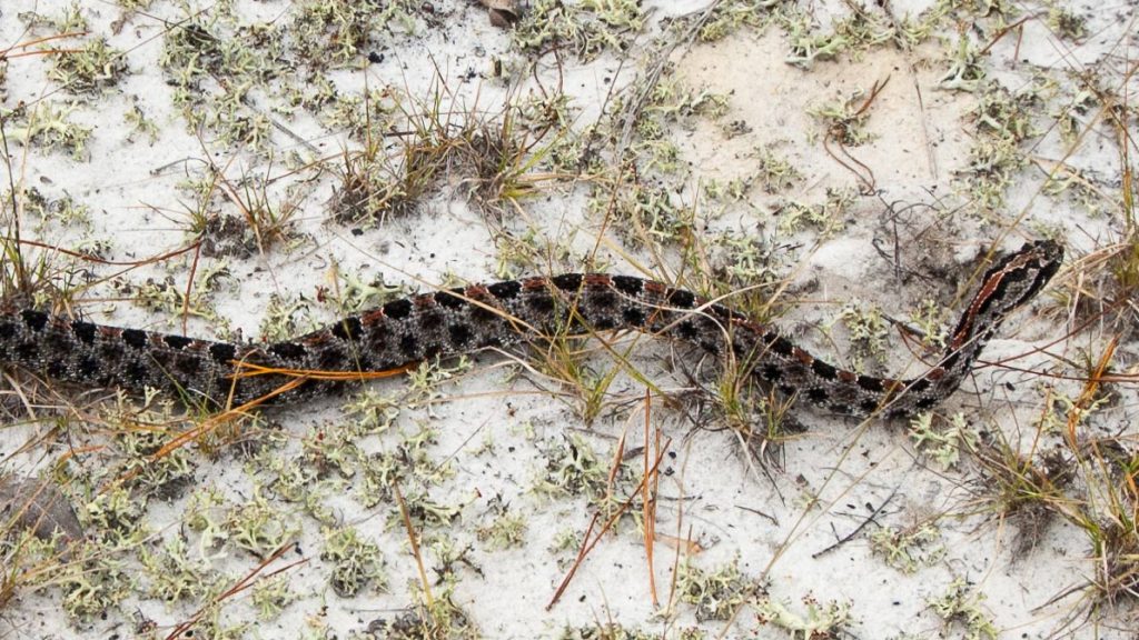 Pygmy rattlesnake slithering on sand