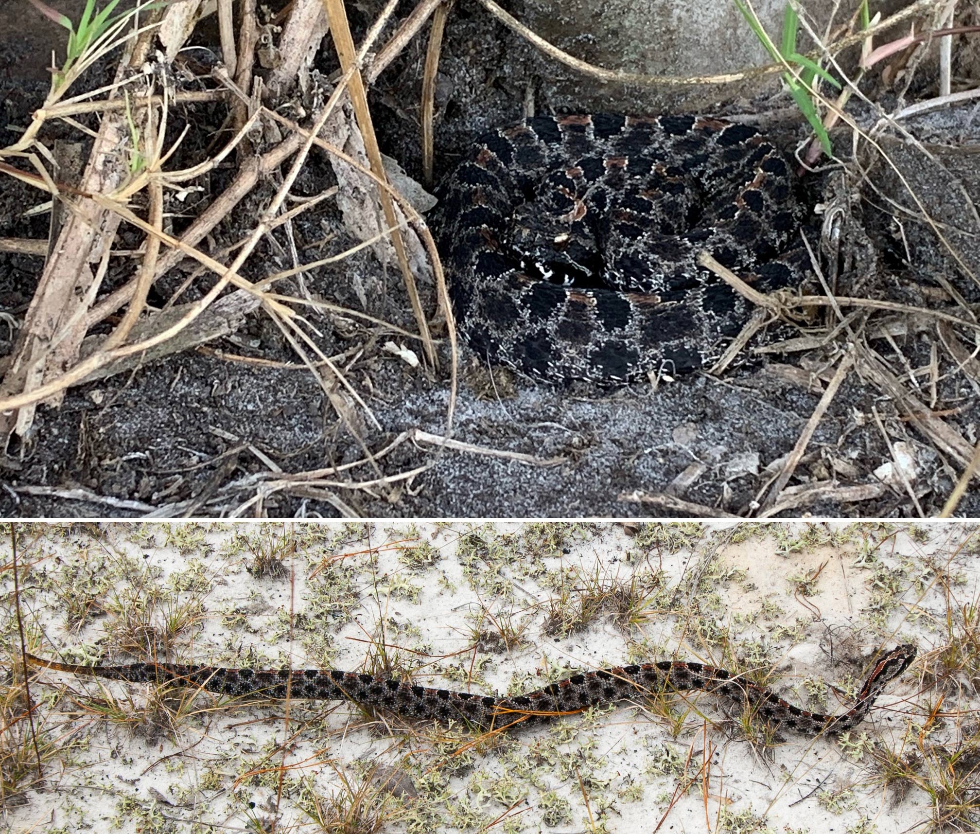 Pygmy rattlesnake slithering on sand