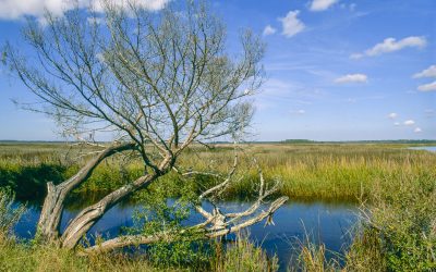 Lone tree at St. Marys River