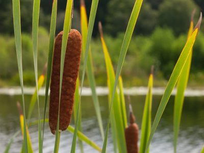 Common-Cattail-Typha-latifolia-400x300 Common Cattail