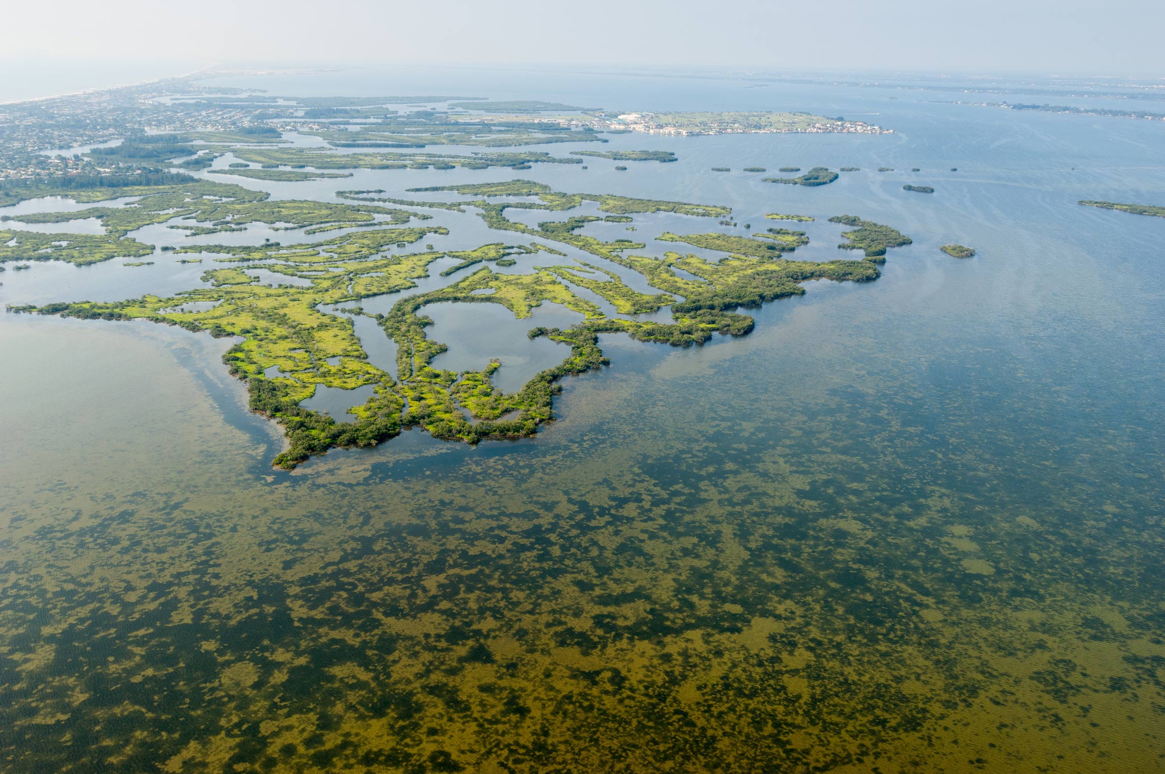 A bed of aquatic grass in the Indian River Lagoon