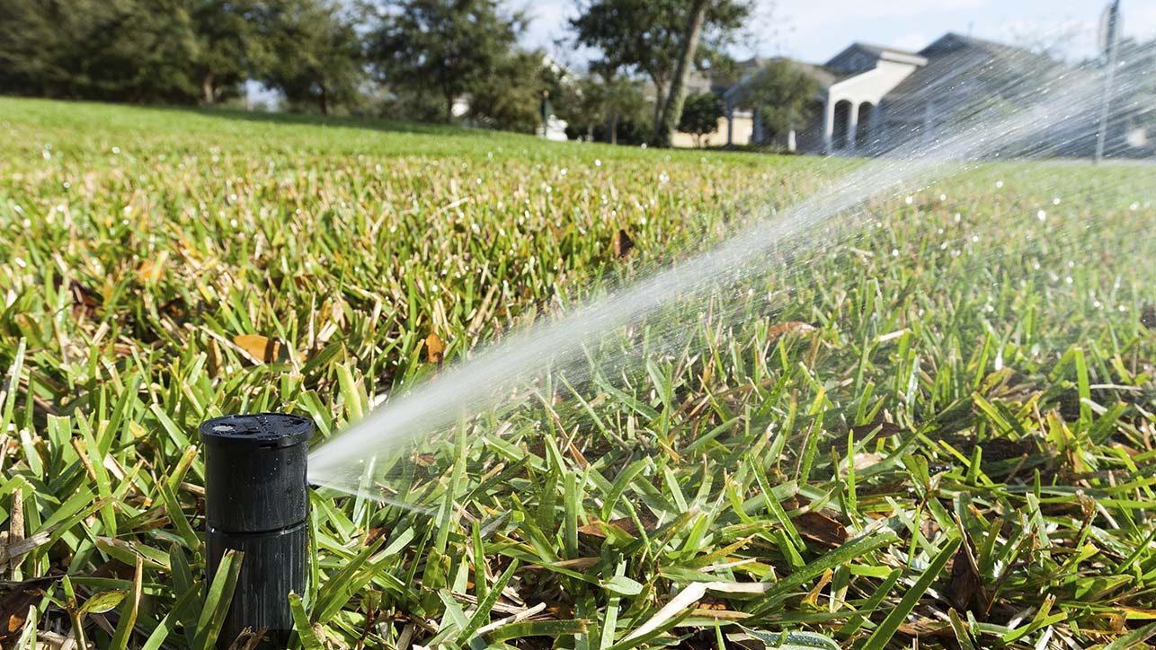 A single sprinkler watering a lawn