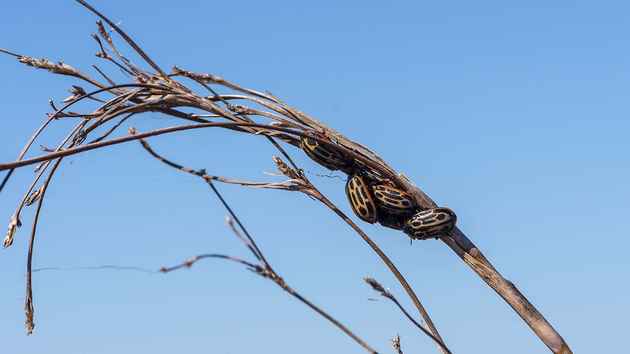 Several beetles in a single branch