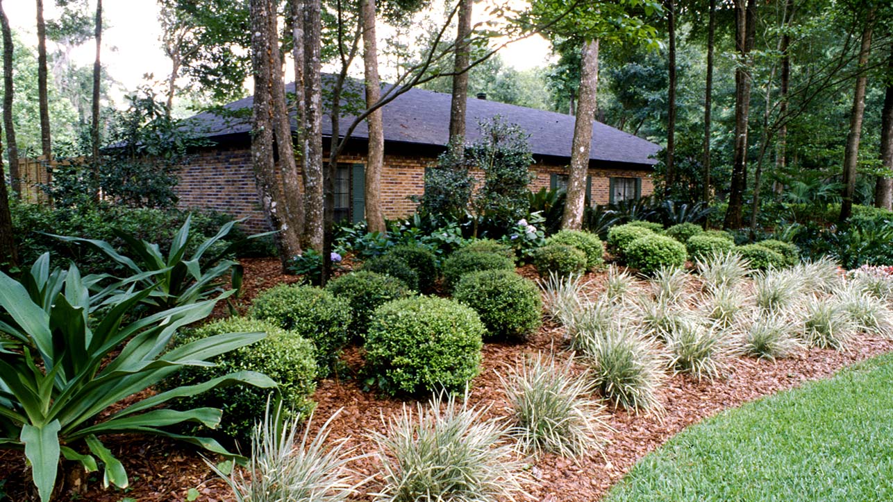 Home with many trimmed bush at the front