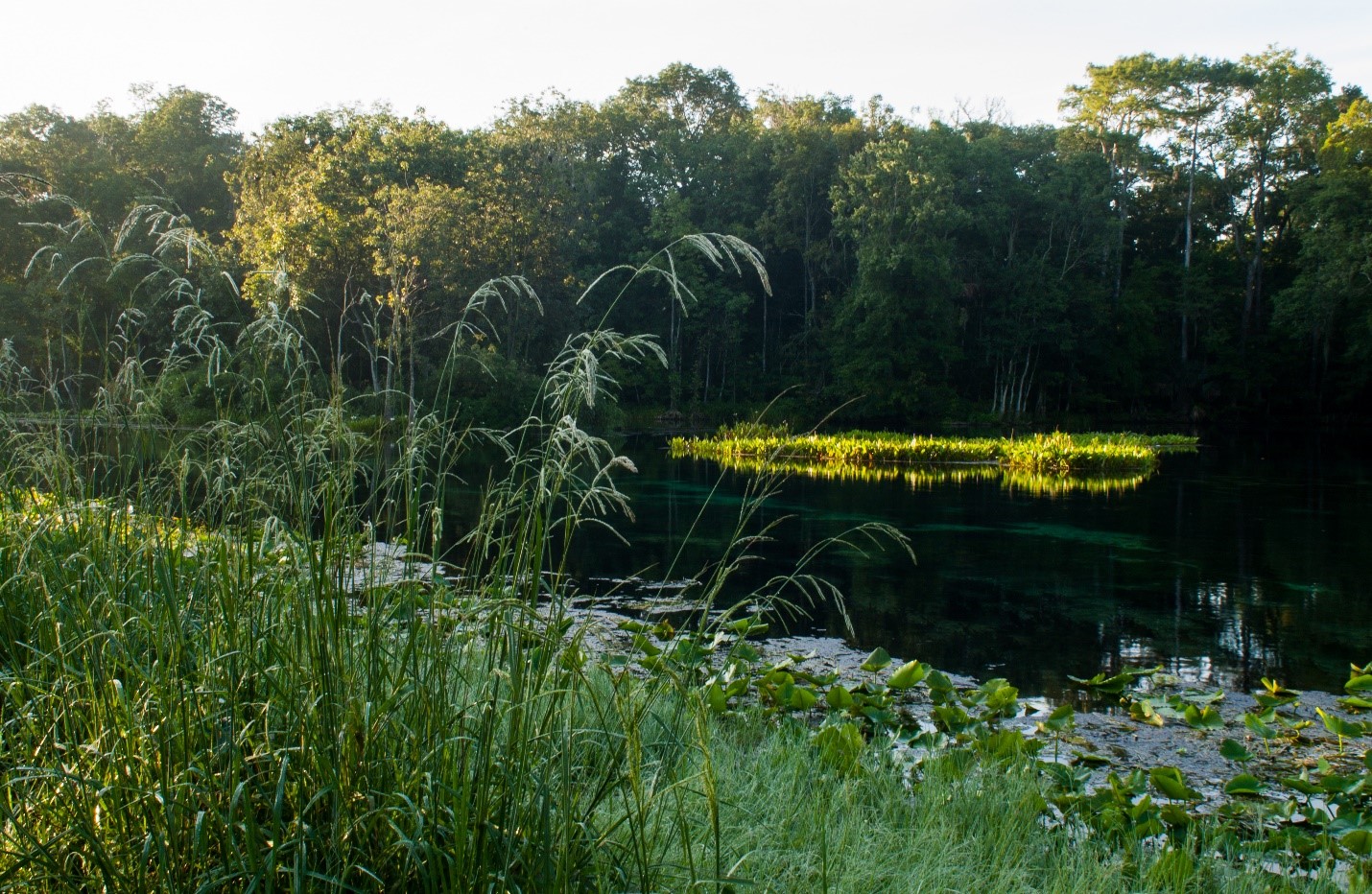 The spring run at Silver Springs.