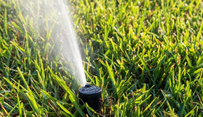 Single sprinklers spraying water