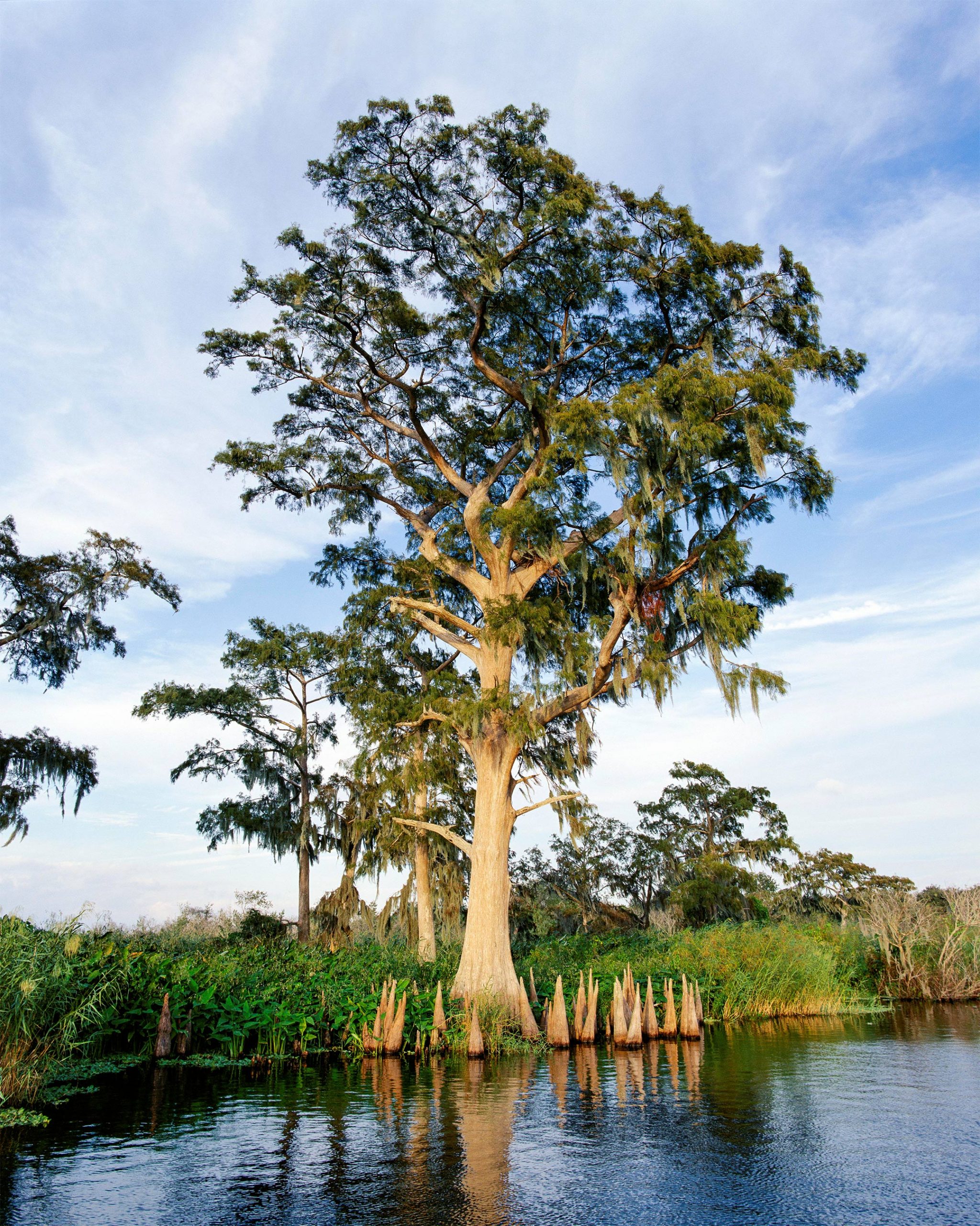 A cypress tree stands along the shore of the St. Johns River.