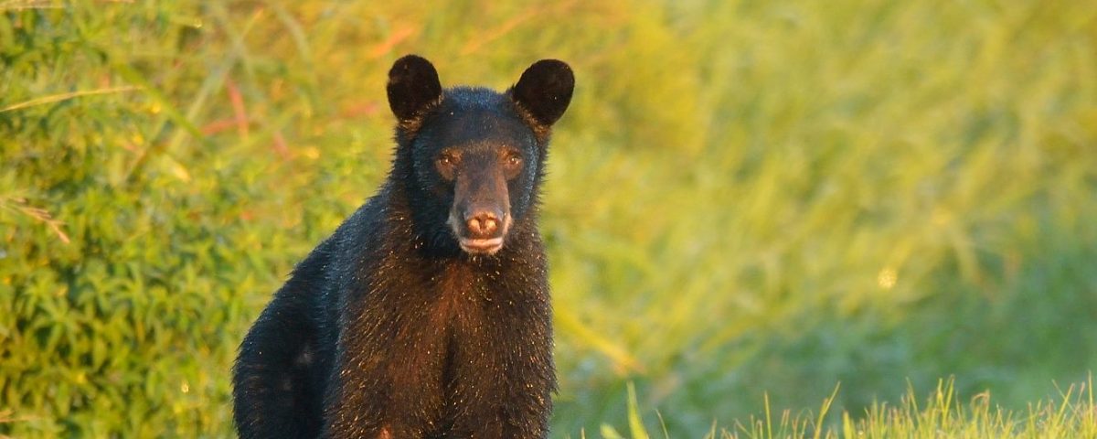 Young black bear