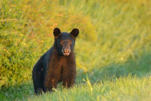 Young black bear
