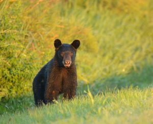 Young black bear