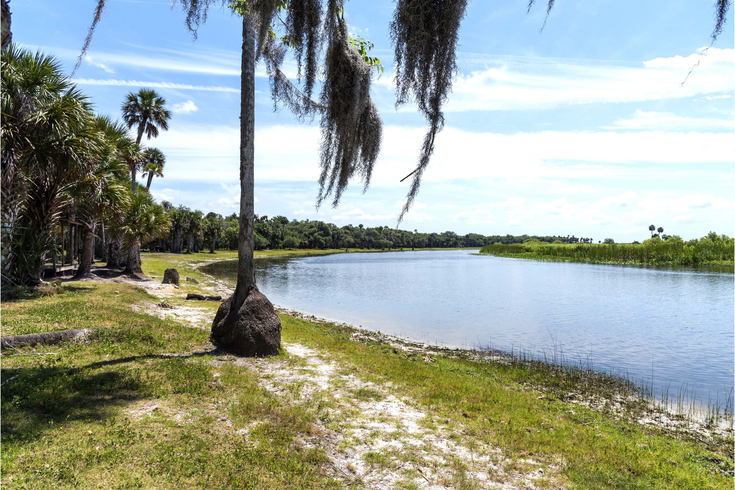 St. Johns River shoreline