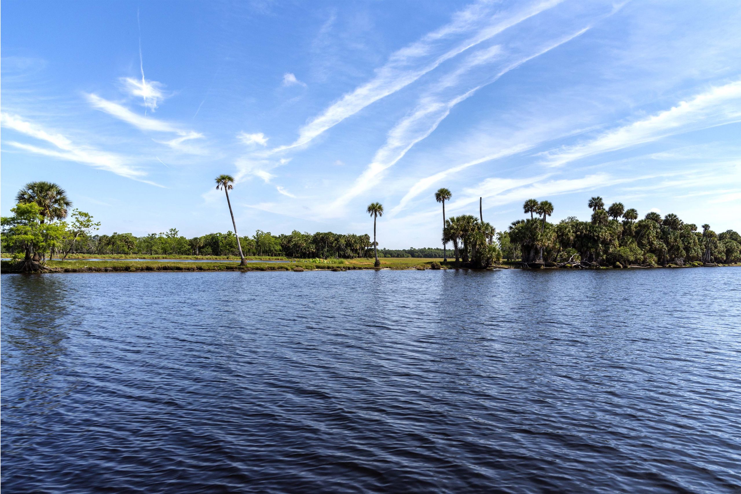 Palm trees reach for the sky along the St. Johns River’s middle basin