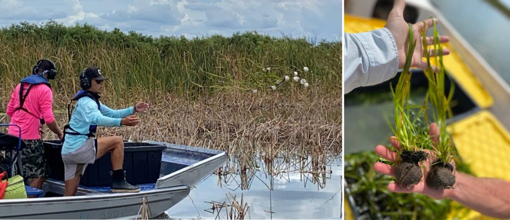 Apopka-plantings-4 District contractors tossing native aquatic vegetation