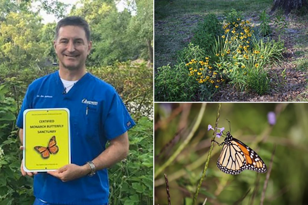 Multiple photos showing a butterfly yard