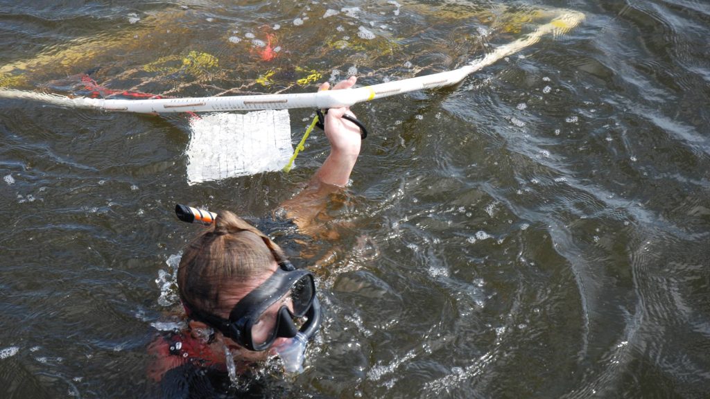 scientist carries a transect in the Indian River Lagoon