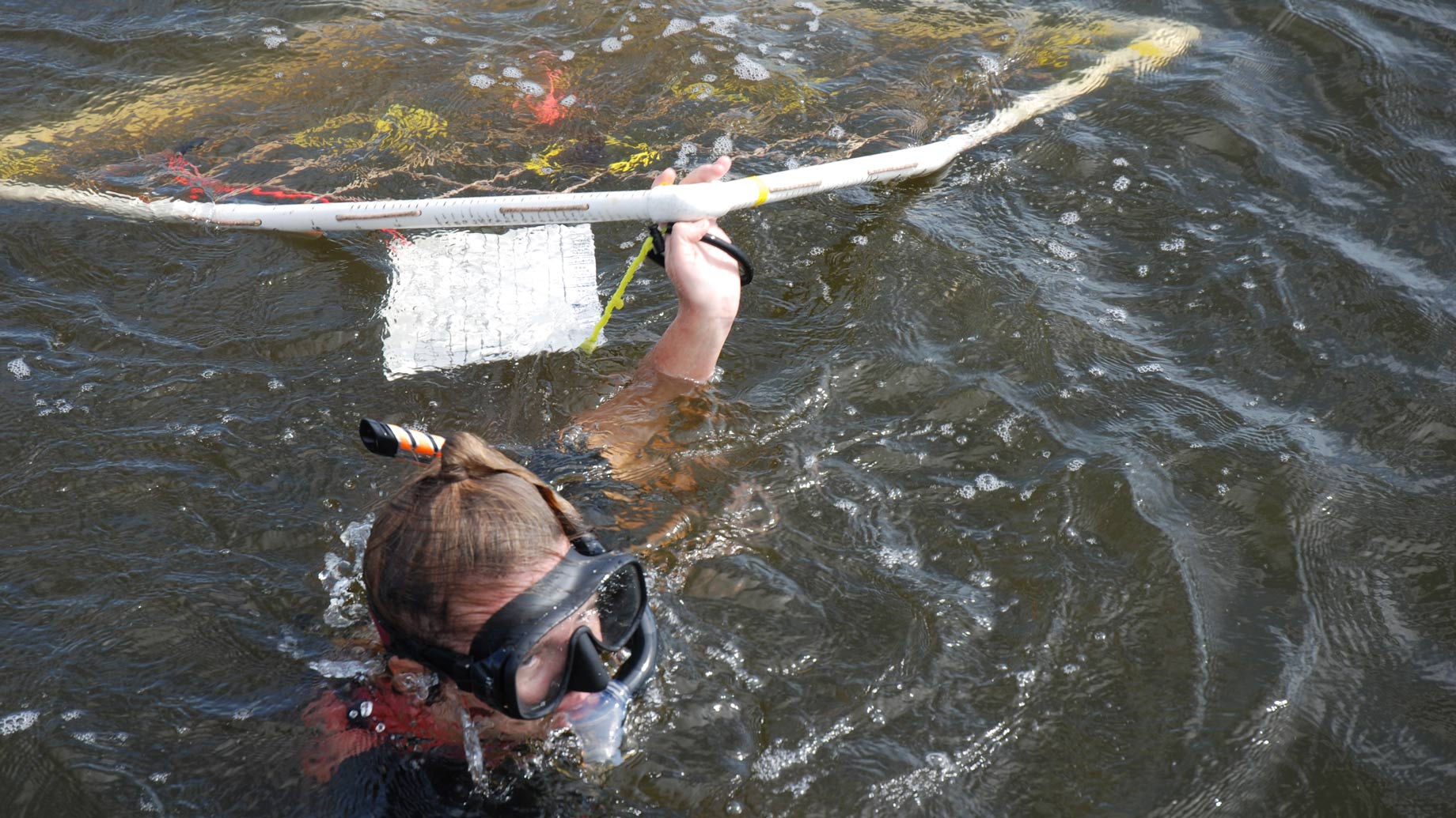 scientist carries a transect in the Indian River Lagoon