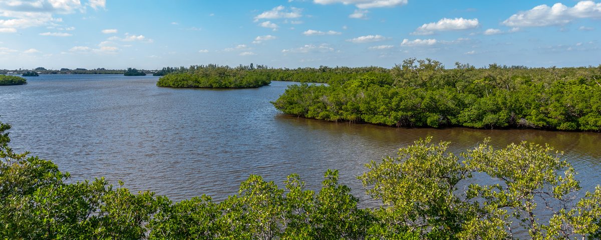 Mangrove islands in the Indian River Lagoon