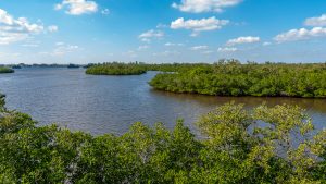 Mangrove islands in the Indian River Lagoon