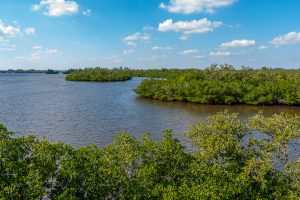 Mangrove islands in the Indian River Lagoon