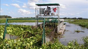Marsh vegetation being harvested