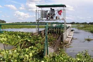 Marsh vegetation being harvested
