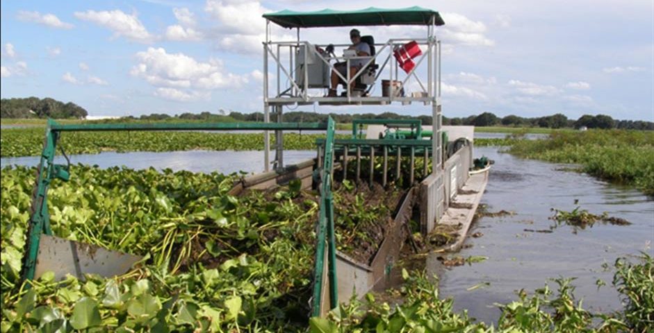 Marsh vegetation being harvested