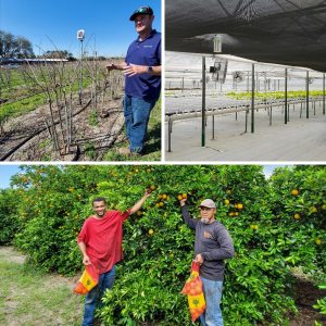 Pictured local citrus growers